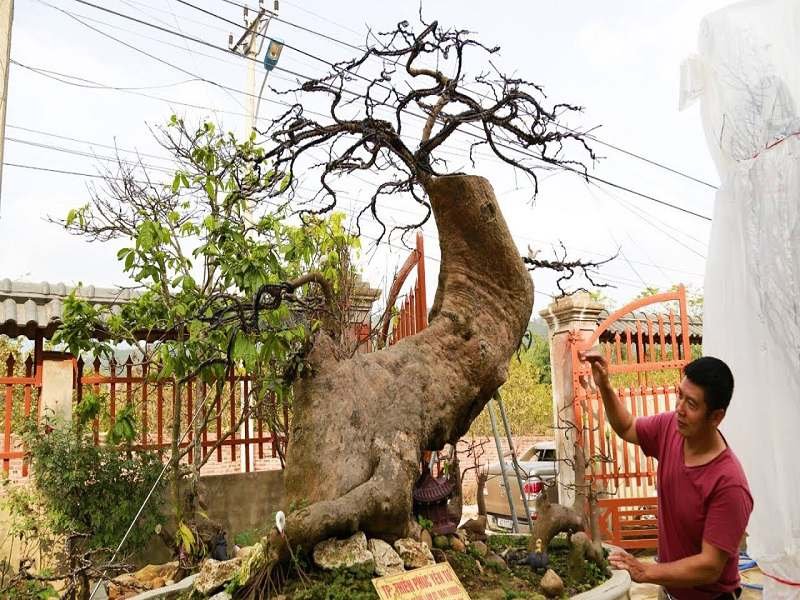 Giá bán mai vàng 2023, định giá cây mai vàng - Yêu Mai Vàng